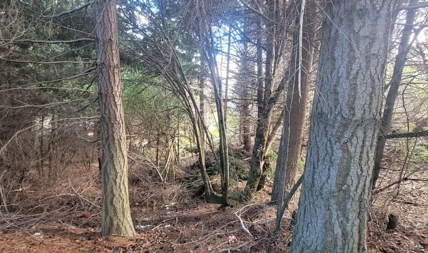 Foto de Lote en Venta – Llao Llao, Bariloche, imagen 2