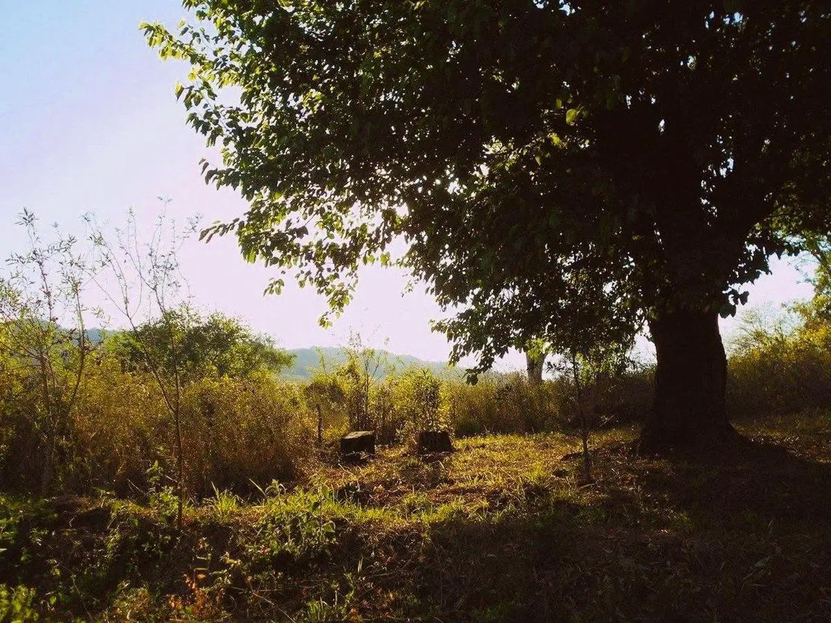 TERRENO VENTA CHICOANA FINCA BELLA VISTA 3