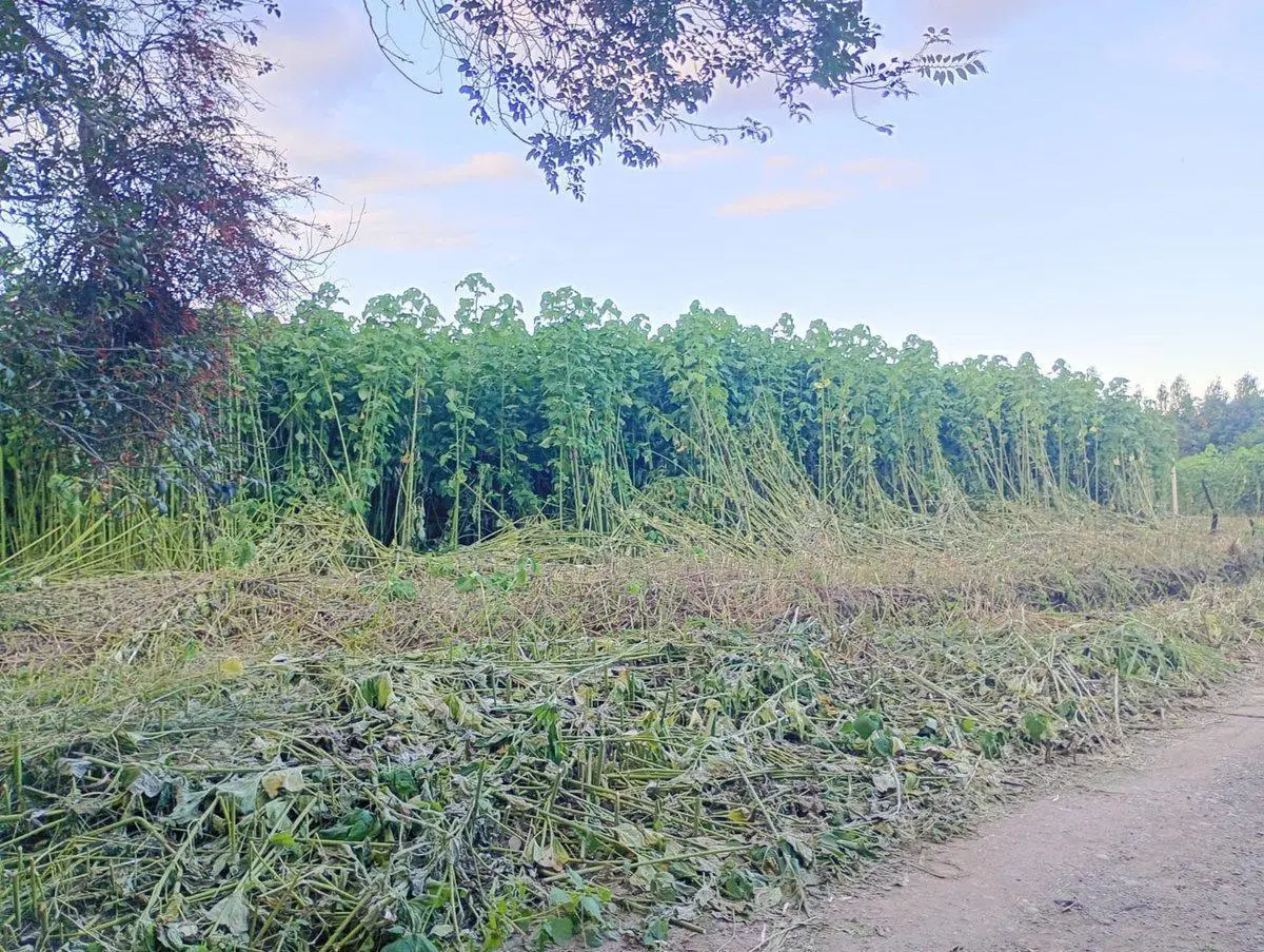 TERRENO EN VENTA EN CERRILLOS 5