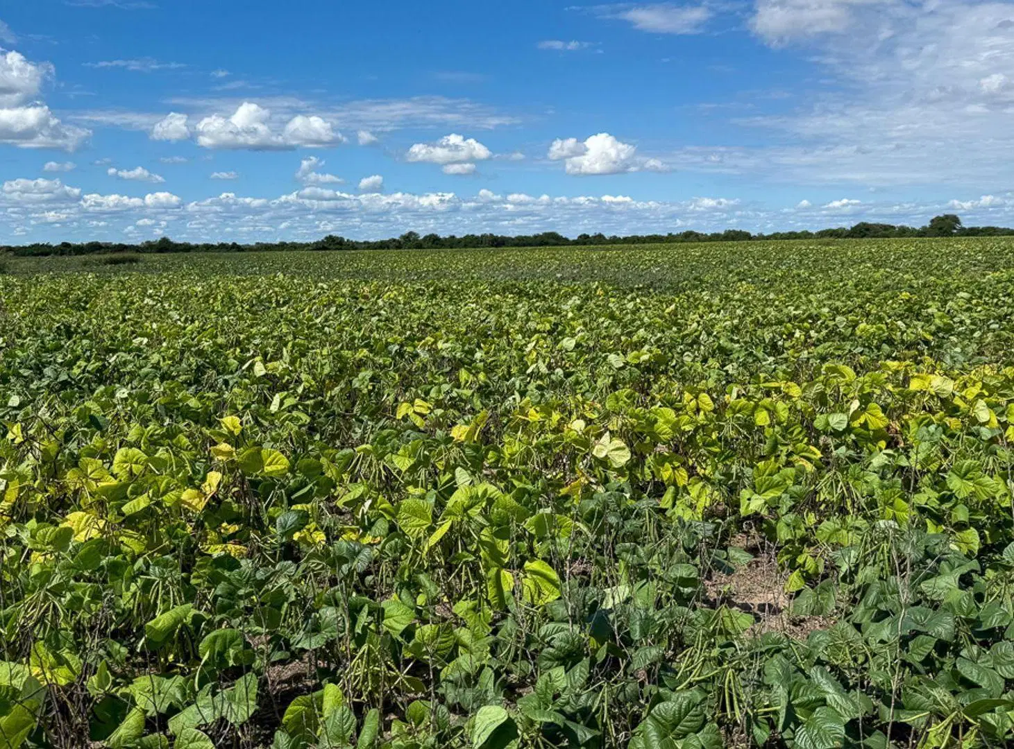FINCA VENTA EMBARCACION PADRE LOZANO 2410 HA 4