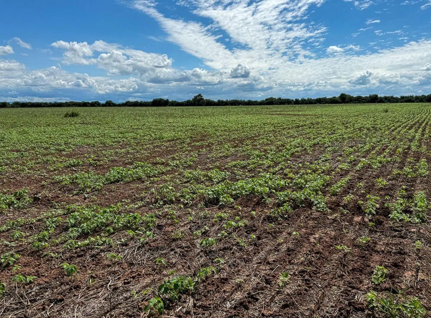 FINCA VENTA EMBARCACION PADRE LOZANO 2410 HA 2