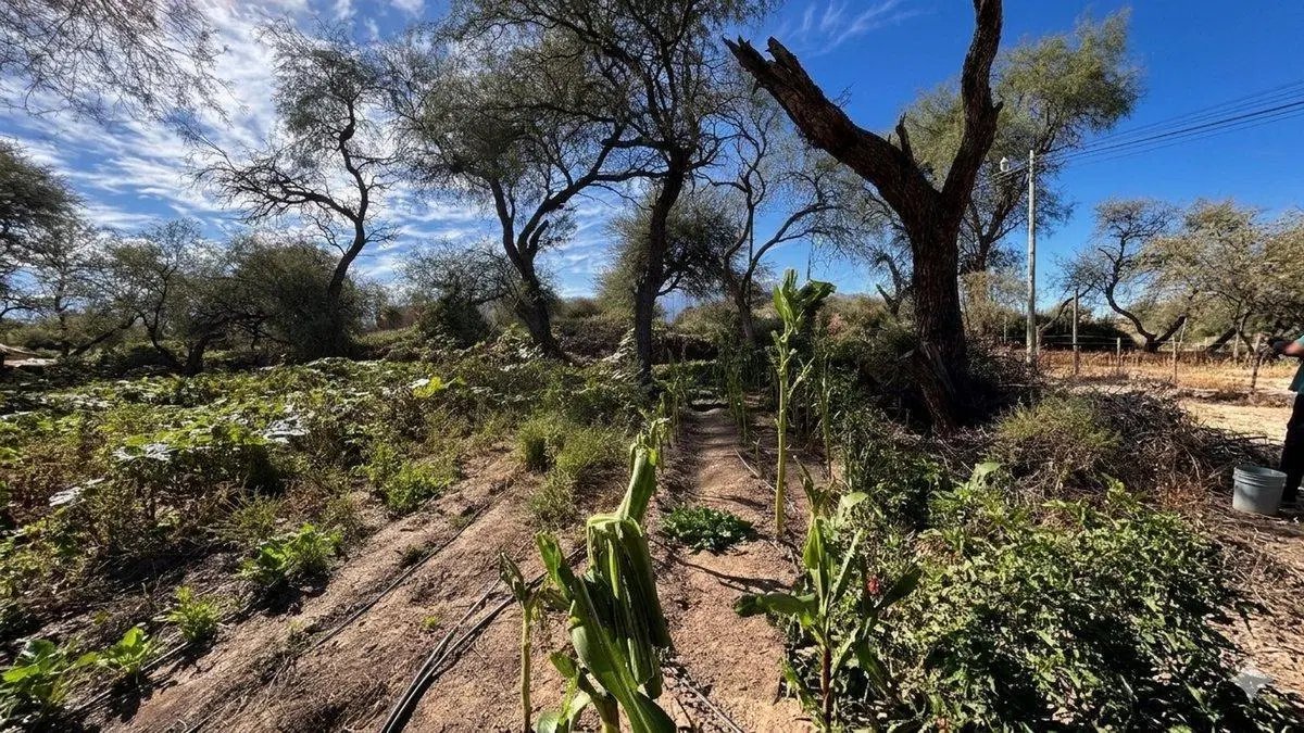 TERRENO EN VENTA PUEBLO NUEVO CAFAYATE 300M2 2