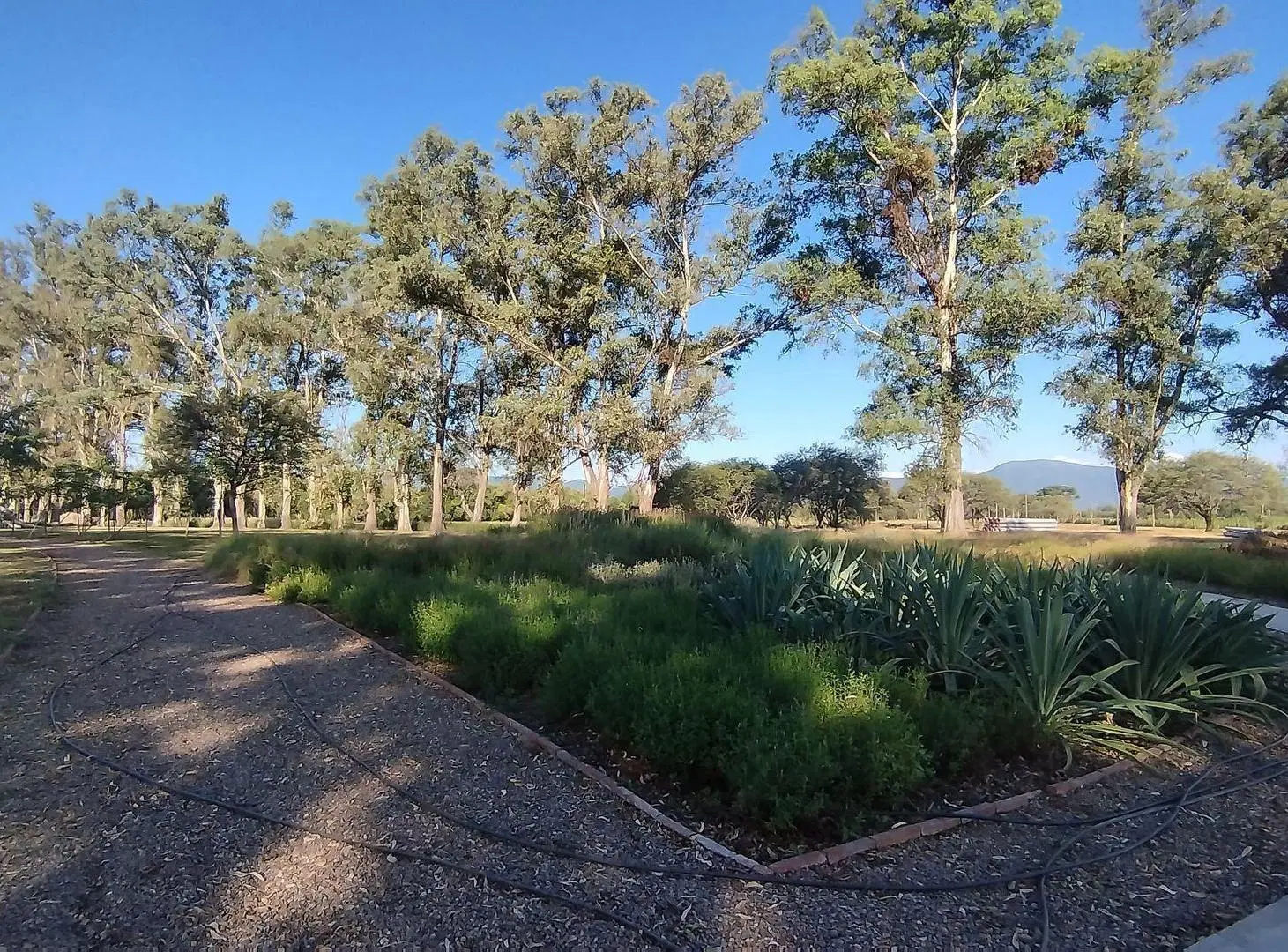 TERRENO VENTA LOS OLMOS 360 CERRILLOS 323 M2 3