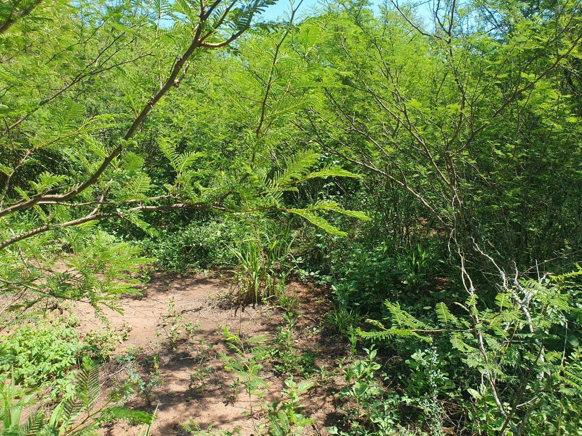 Foto de CAMPO VENTA CORONEL MOLDES, imagen 2