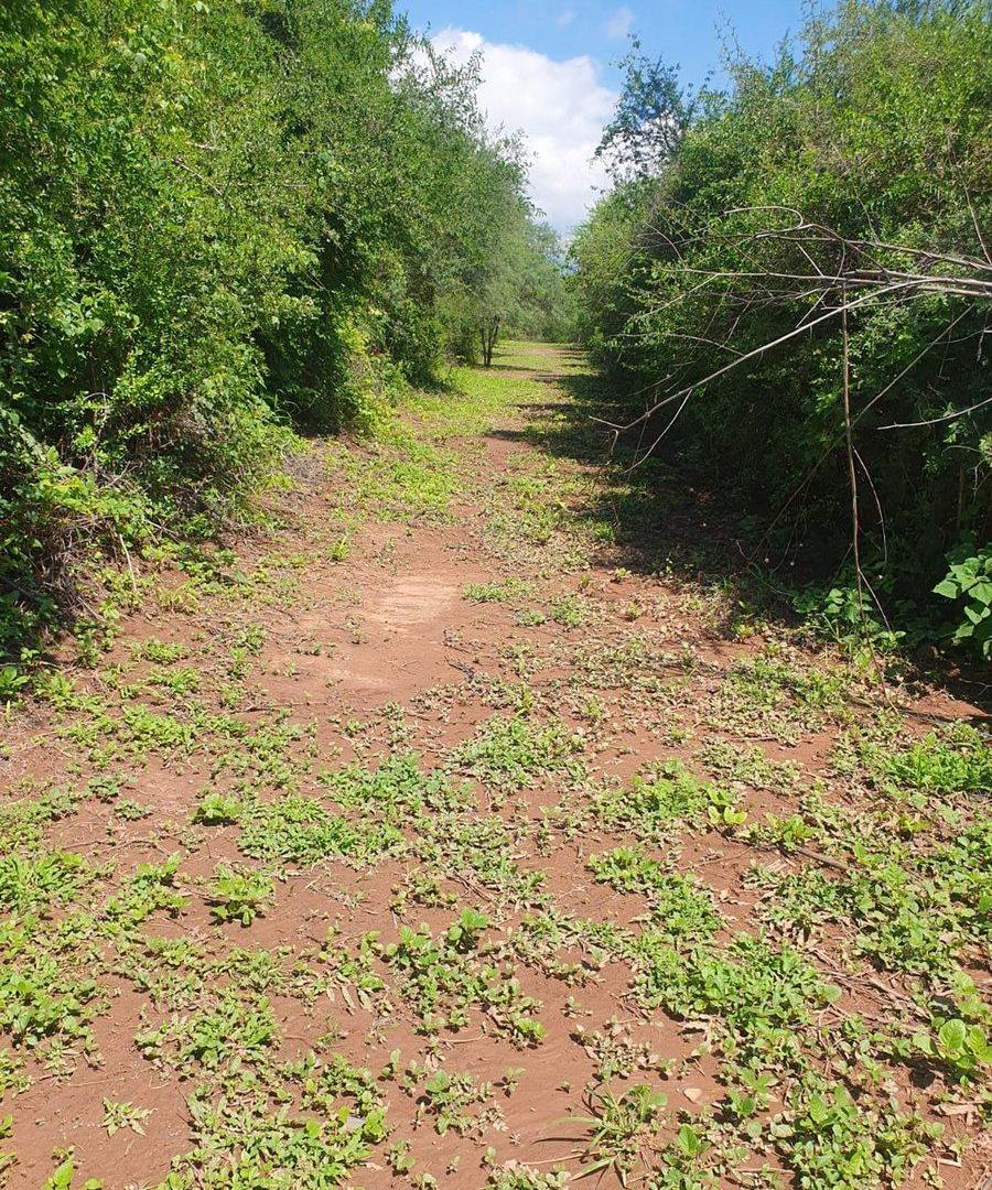 Foto de CAMPO VENTA CORONEL MOLDES, imagen 3