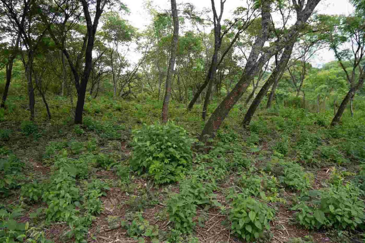 Foto de TERRENO VENTA LA MISION III 1382M2 LA CALDERA, imagen 1