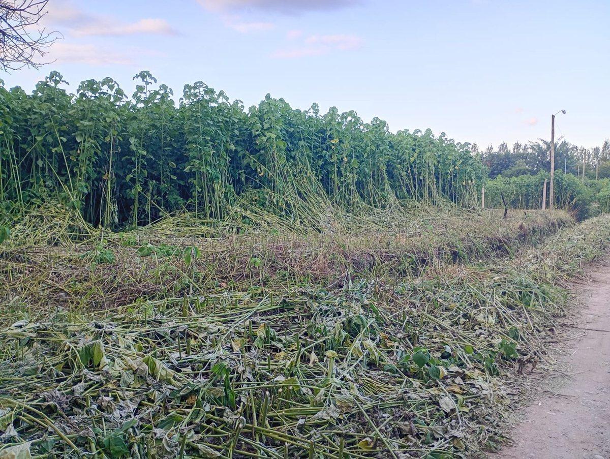Foto de TERRENO EN VENTA EN CERRILLOS 4000 M2, imagen 3