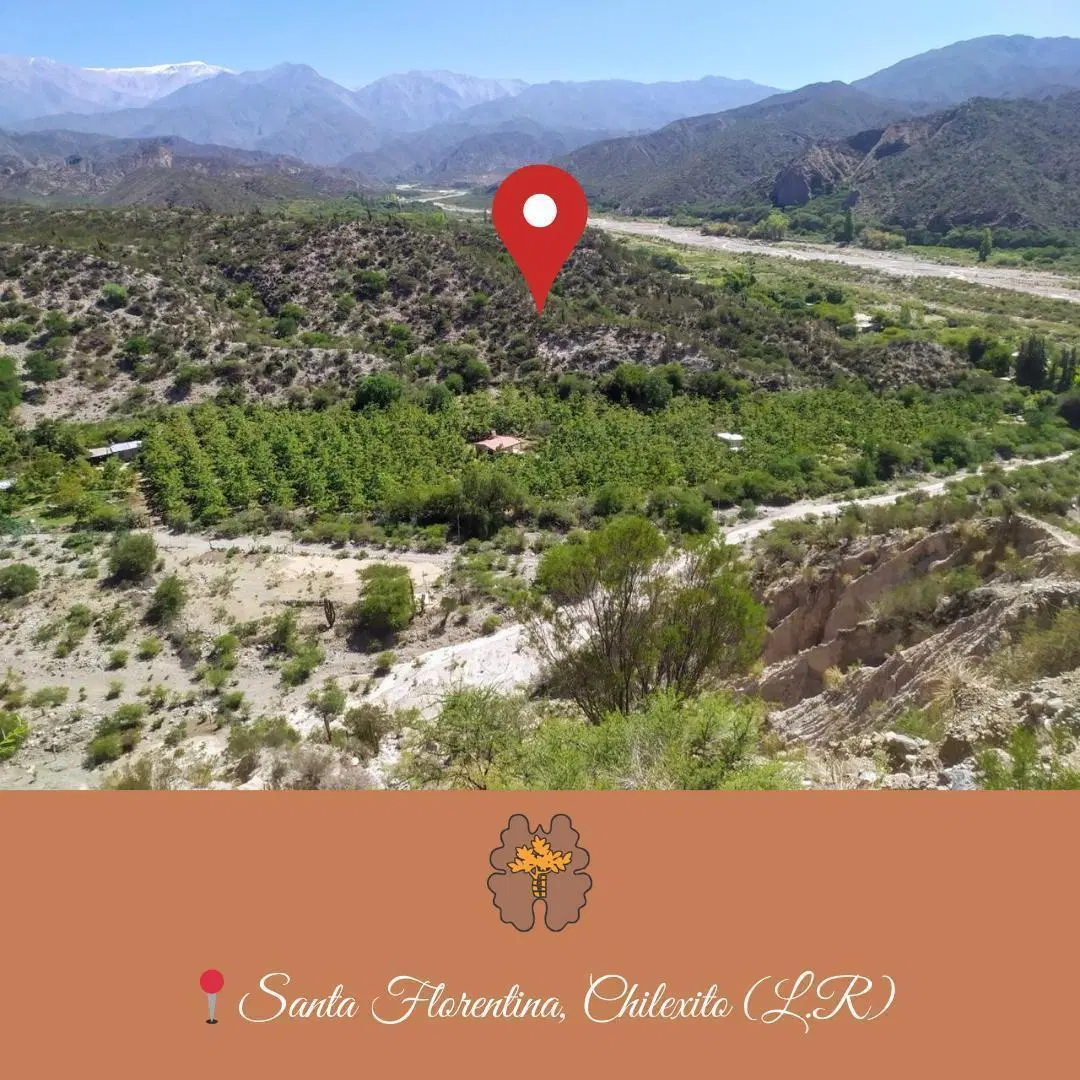 ¡Venta! Finca con plantación de nogales en Santa Florentina - Chilecito 2