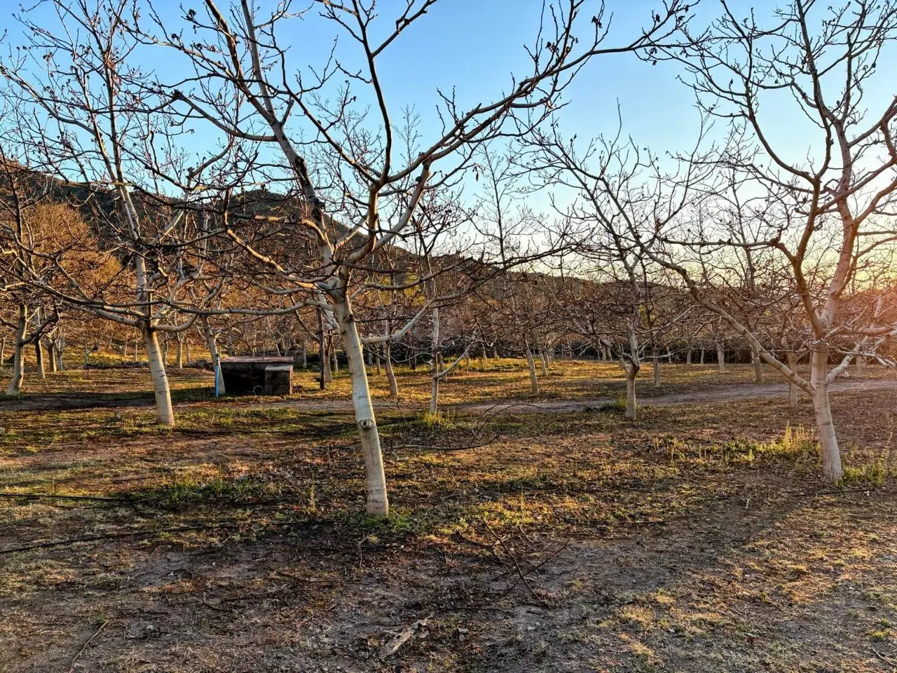 ¡Venta! Finca con plantación de nogales en Santa Florentina - Chilecito 8