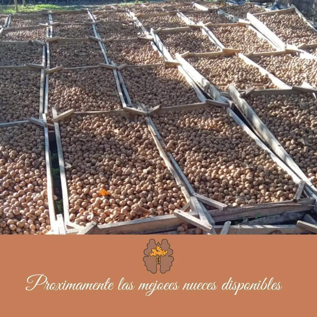 ¡Venta! Finca con plantación de nogales en Santa Florentina - Chilecito 3
