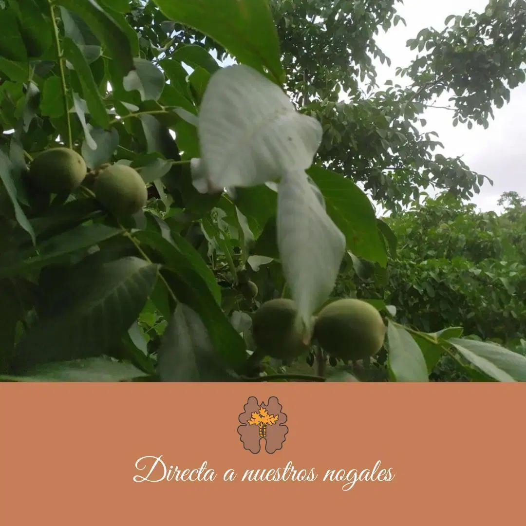 ¡Venta! Finca con plantación de nogales en Santa Florentina - Chilecito 1