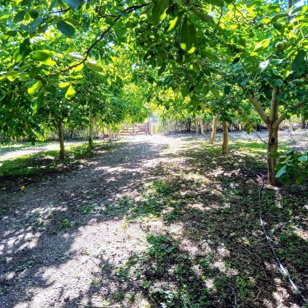 ¡Venta! Finca con plantación de nogales en Santa Florentina - Chilecito 4