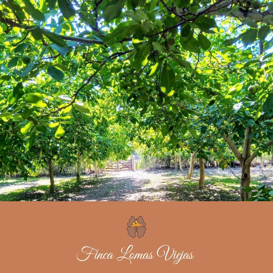 Foto de ¡Venta! Finca con plantación de nogales en Santa Florentina - Chilecito, imagen 5