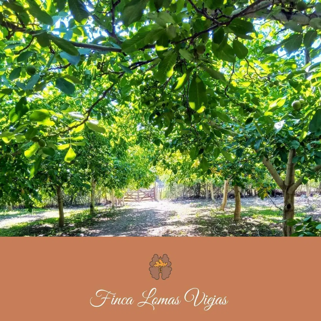 ¡Venta! Finca con plantación de nogales en Santa Florentina - Chilecito 5