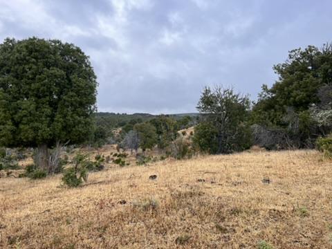 Campo en Trevelin - Chubut 2