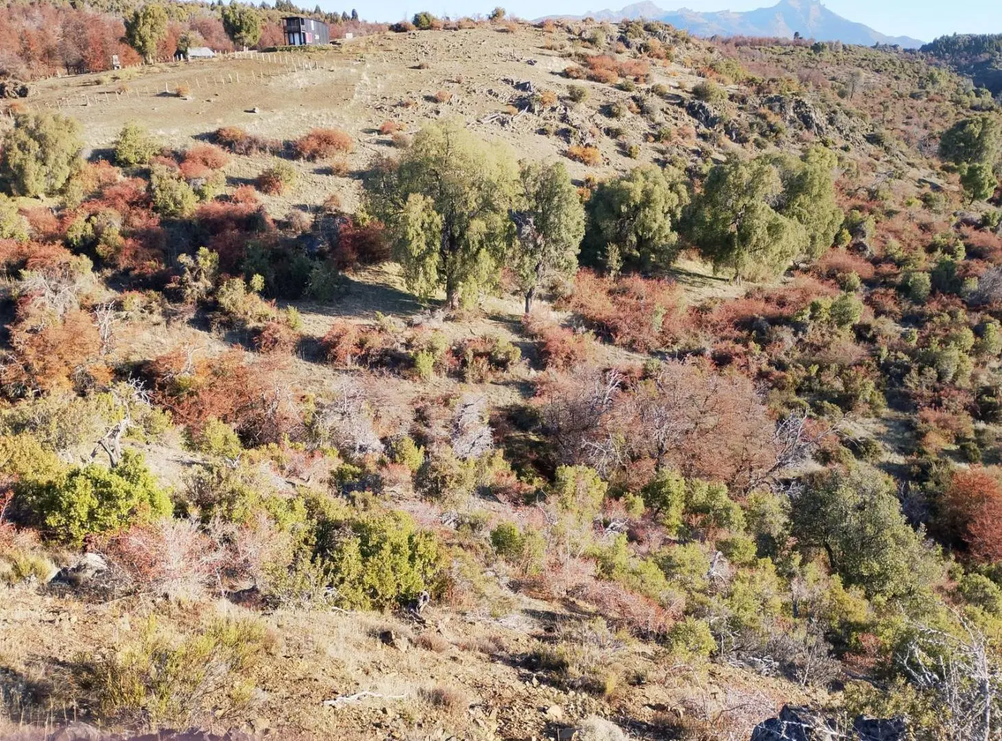Campo en Cholila 1