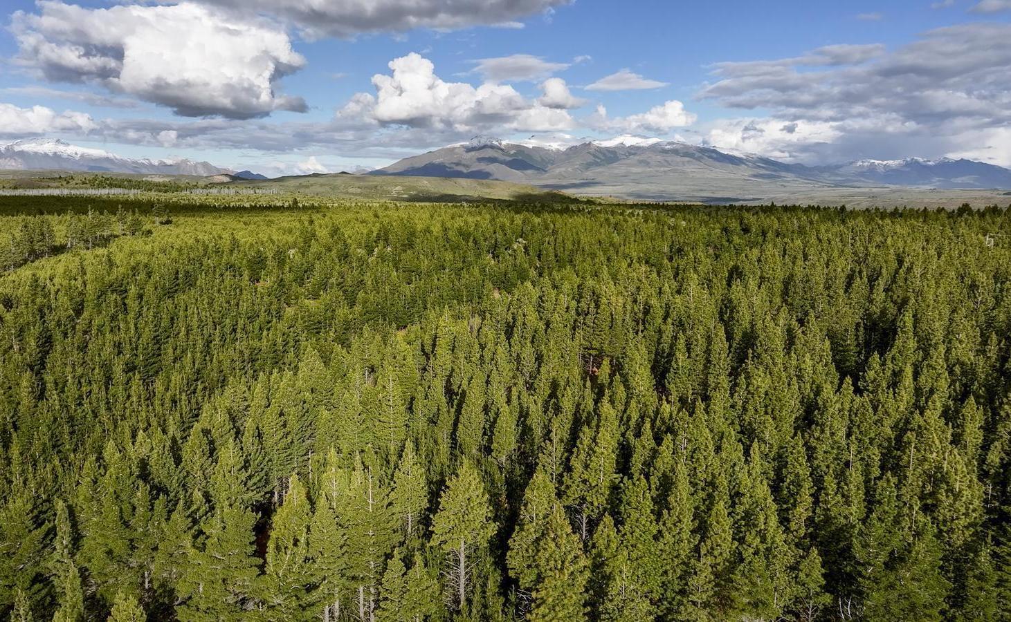 Foto de Campo en Trevelin, imagen 3