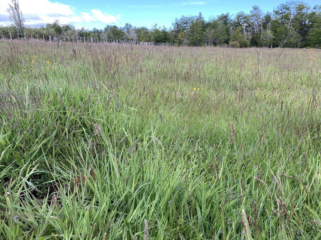 Foto de Campo en Venta en Corcovado, Chubut | 212 hectáreas con Agua Permanente, imagen 4