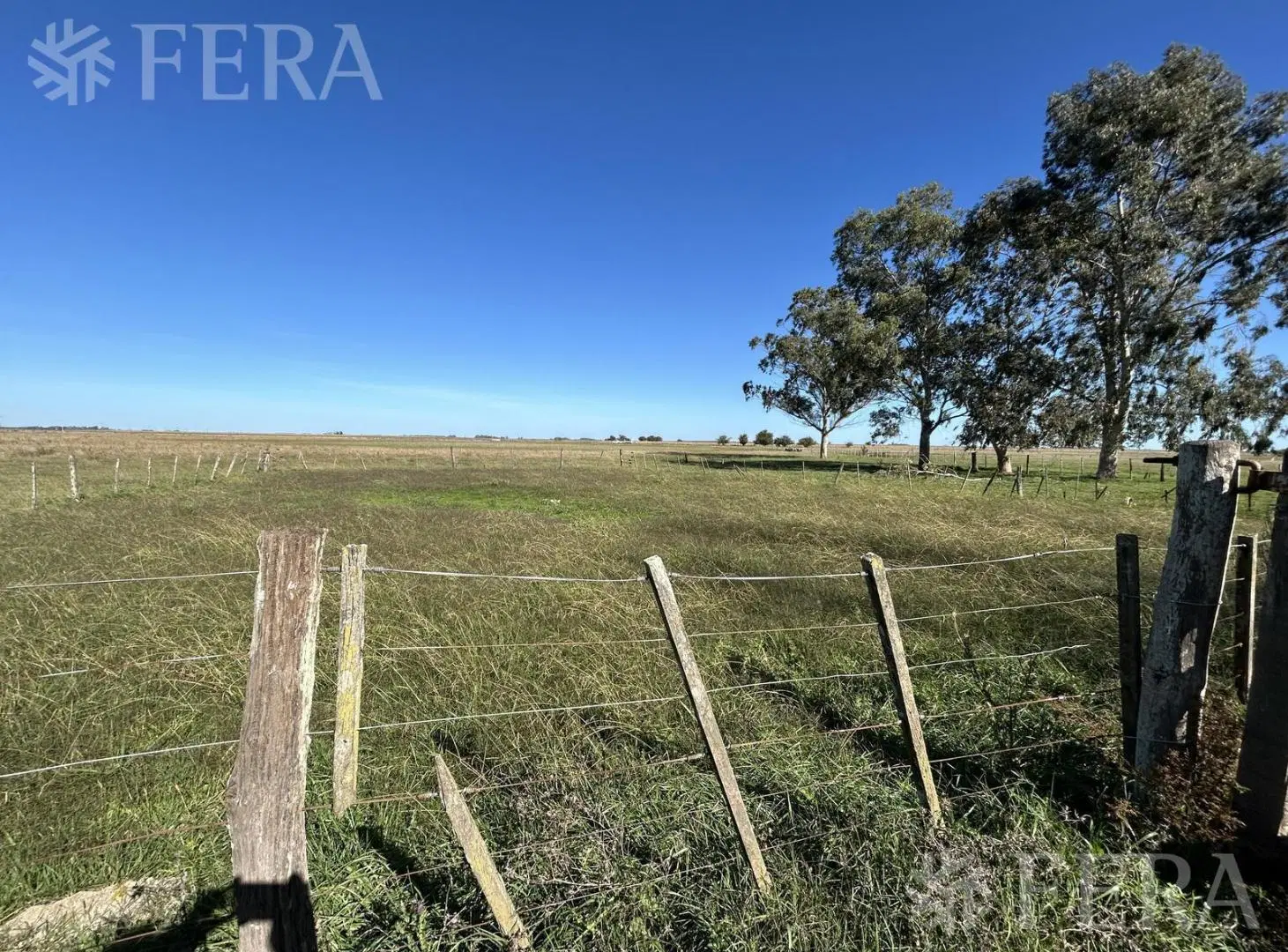 Venta Campo 302 hectáreas en Comandante Giribone Chascomus 5