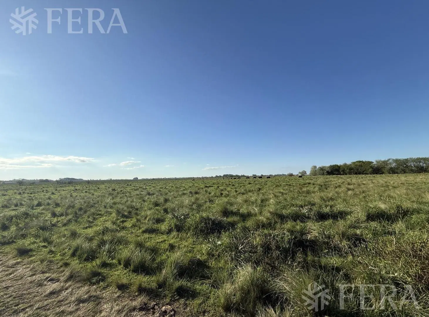 Venta campo de 31 hectáreas en La Plata 3
