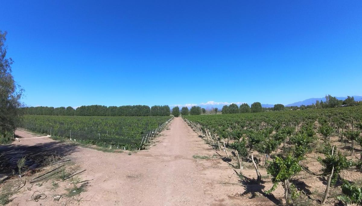 Finca en Venta en Ugarteche, Mendoza 4