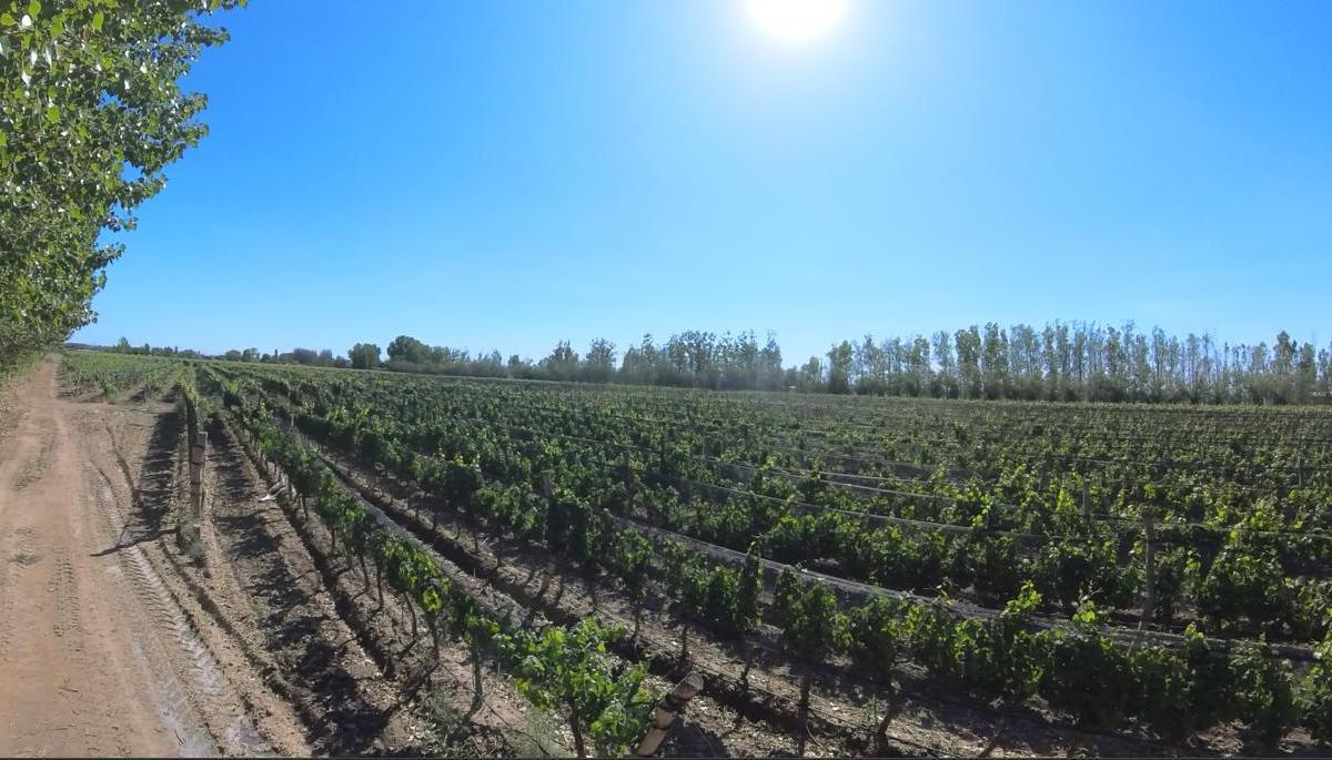 Finca en Venta en Ugarteche, Mendoza 2