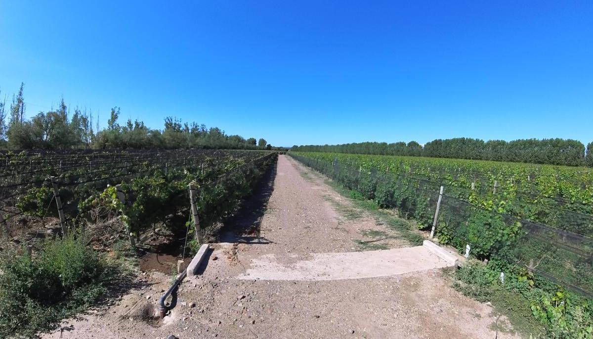 Finca en Venta en Ugarteche, Mendoza 2