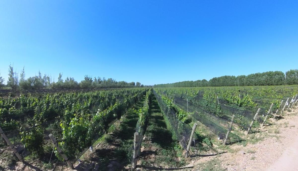 Finca en Venta en Ugarteche, Mendoza 3