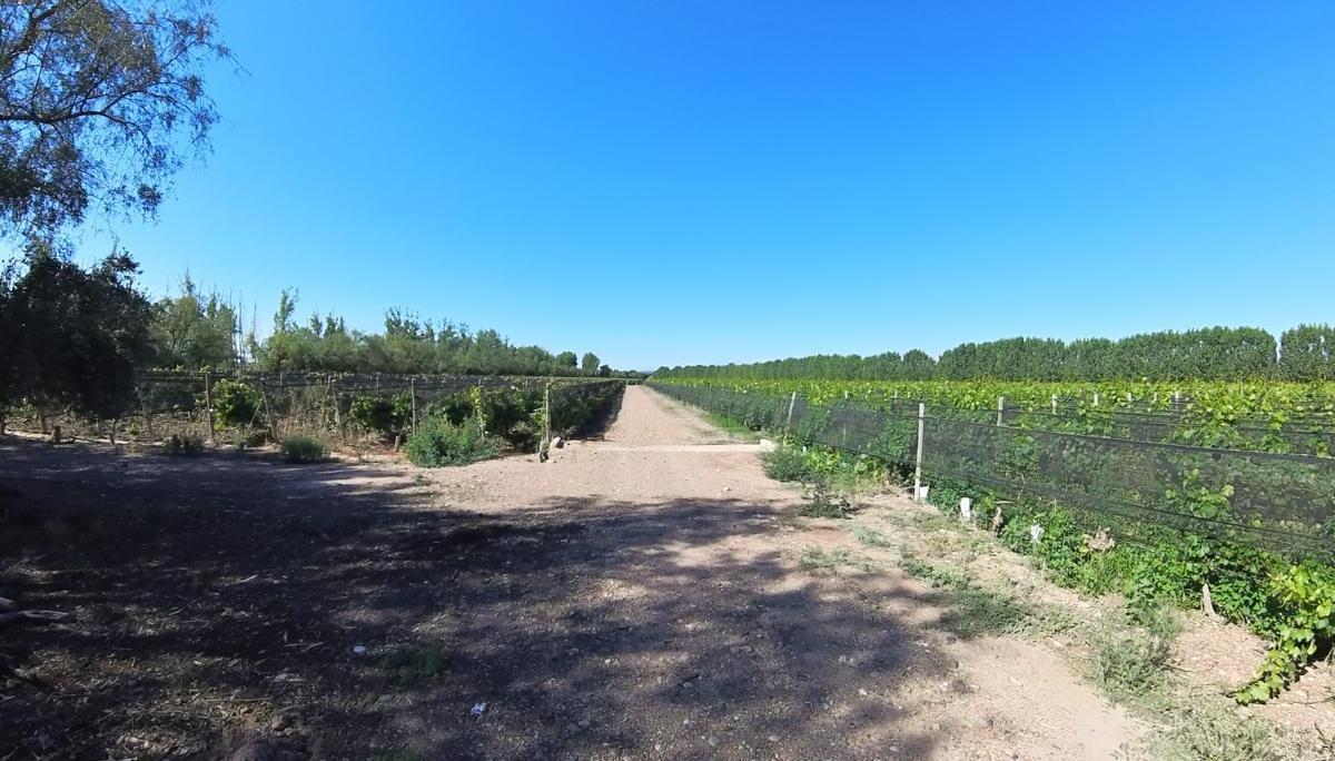 Finca en Venta en Ugarteche, Mendoza 4