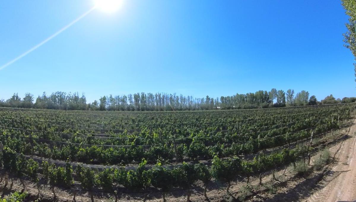 Finca en Venta en Ugarteche, Mendoza 1