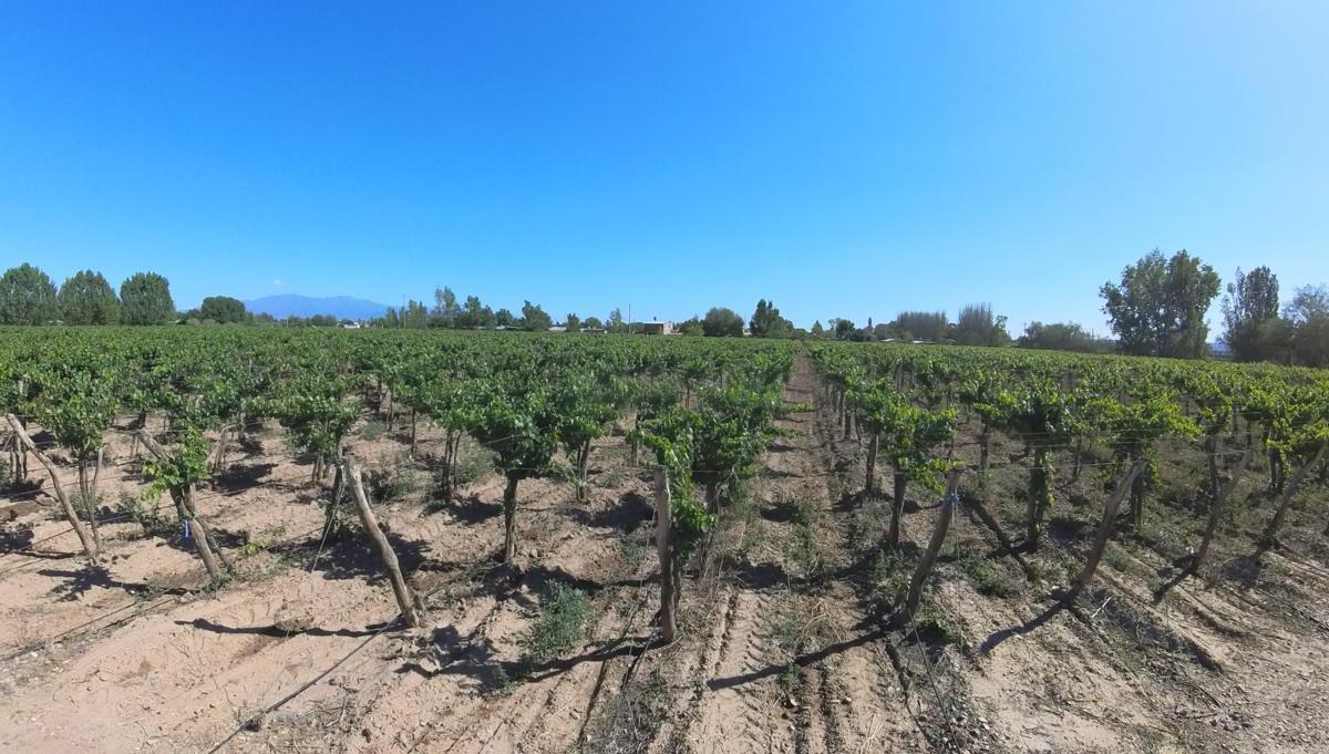 Finca en Venta en Ugarteche, Mendoza 3