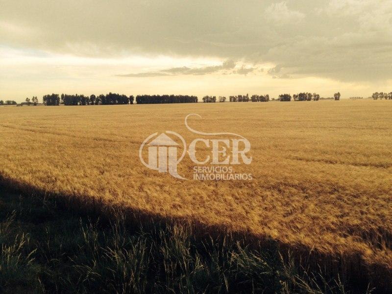 Venta Campo "Inmejorable Oportunidad" 370 Hs. "Agrícolas" 2