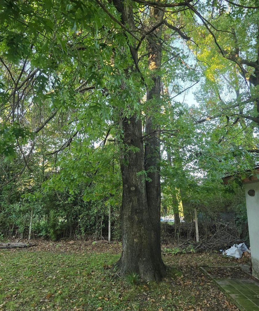 Foto de VENTA COMODA CASA EN TORTUGAS CHICO, imagen 4
