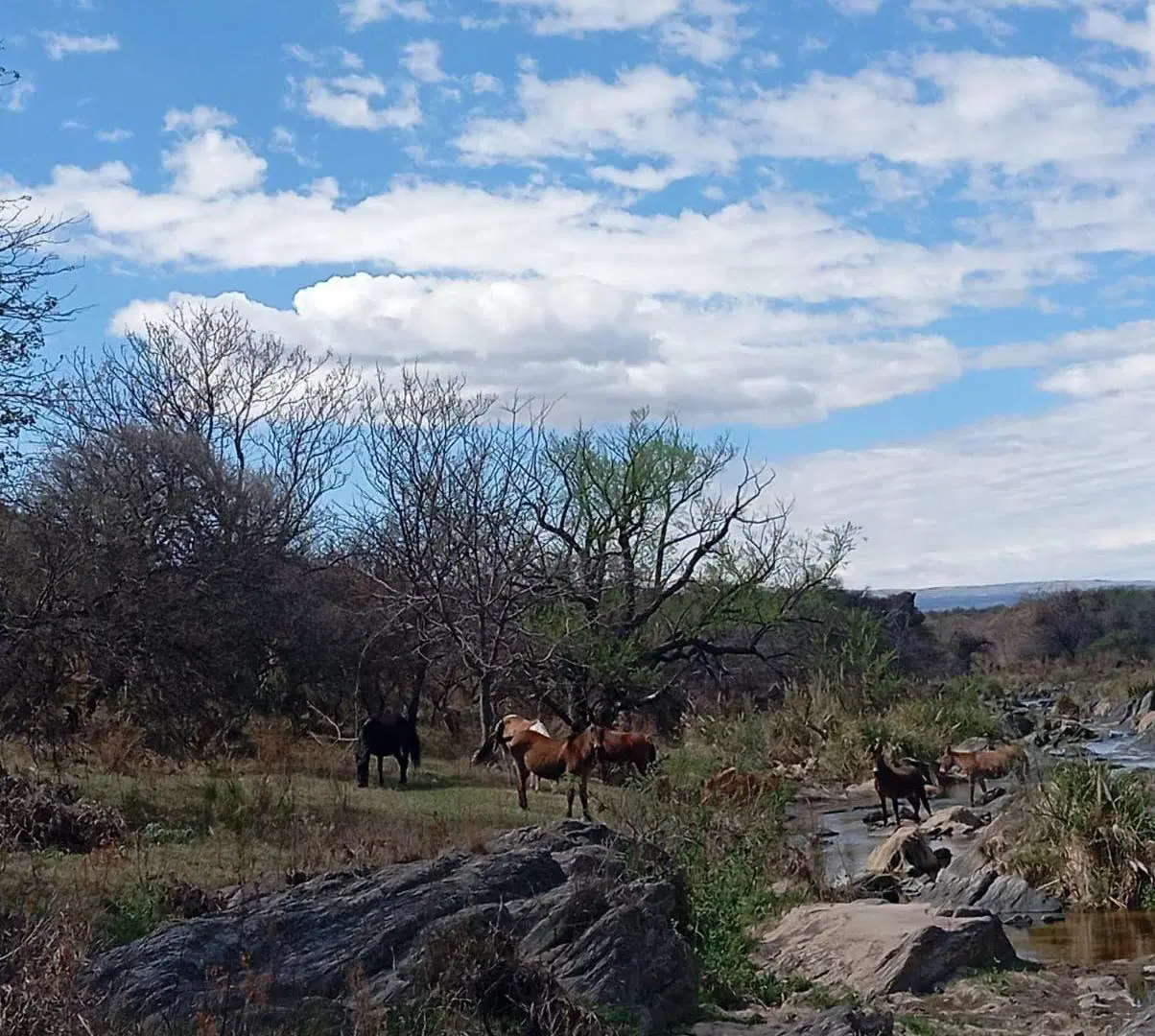 Venta ,Campo 178 HA en Salsacate ,Traslasierra 3