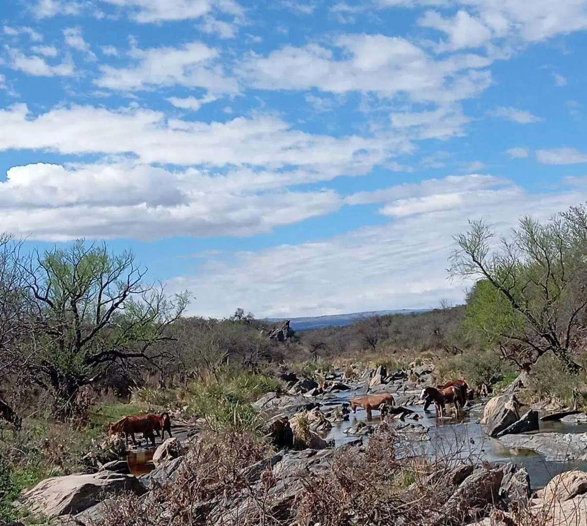 Venta ,Campo 178 HA en Salsacate ,Traslasierra 5