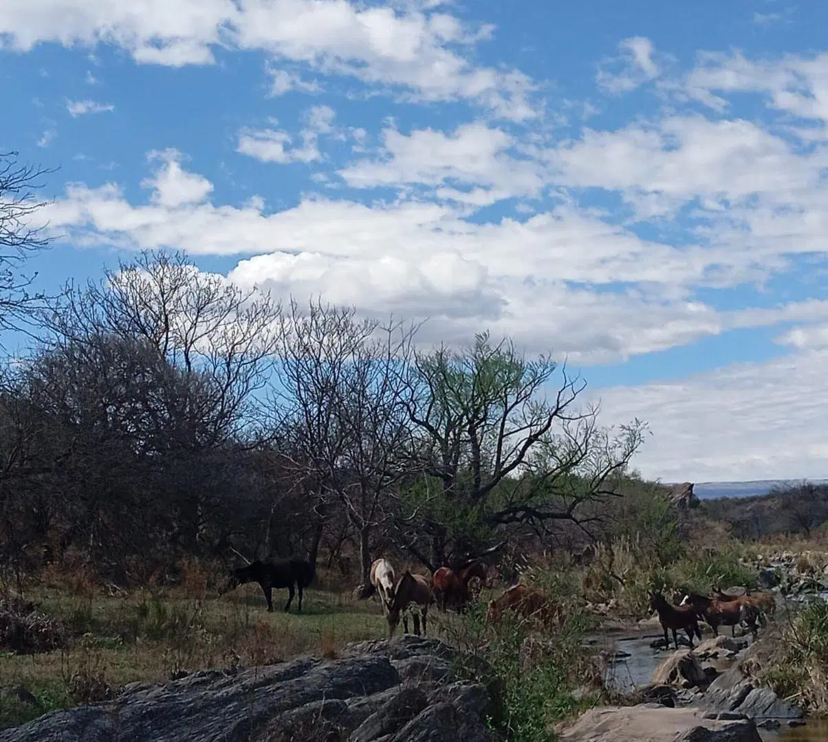 Venta ,Campo 178 HA en Salsacate ,Traslasierra 2