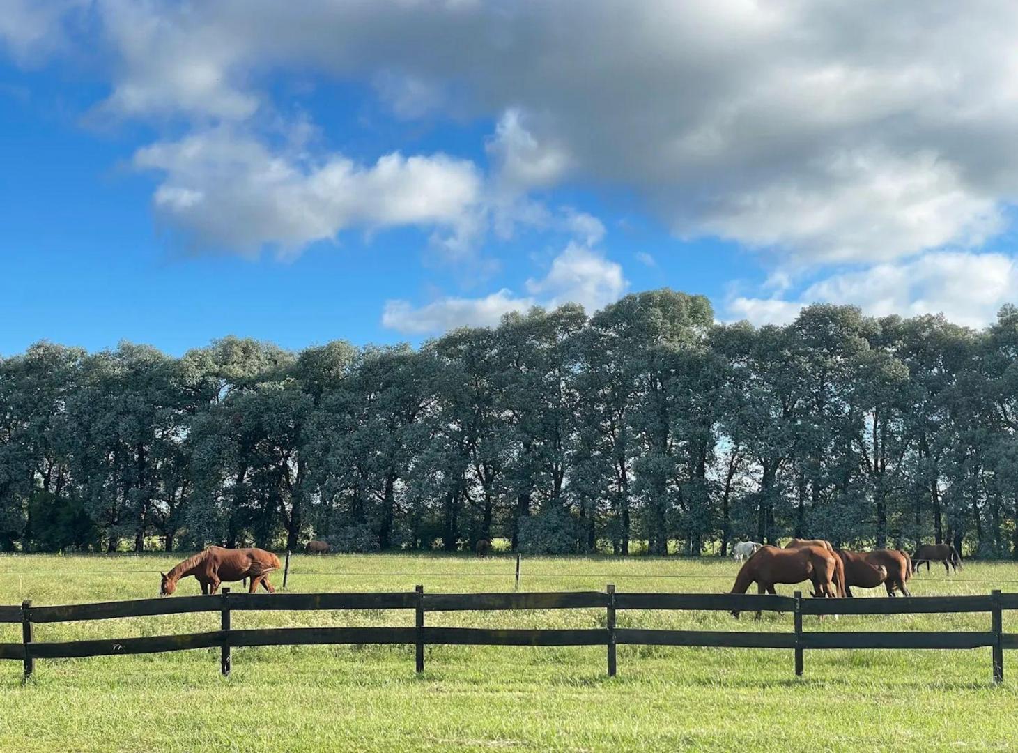 Foto de LOTE VENTA CLUB DE CLUB DE CAMPO HARAS SAN PABLO, imagen 5