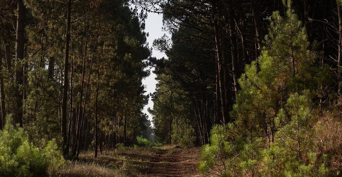 Terreno en barrio bosques