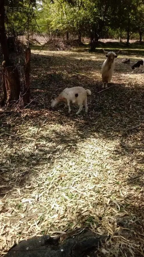 Venta lote 4 hectareas en El Cazador, Escobar 1