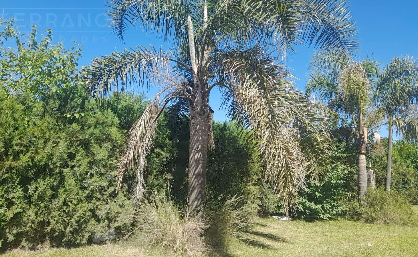 Venta de Terreno con mejoras 730 m2, calle Moreno al 600, parque Sakura, Exaltación de la Cruz 4