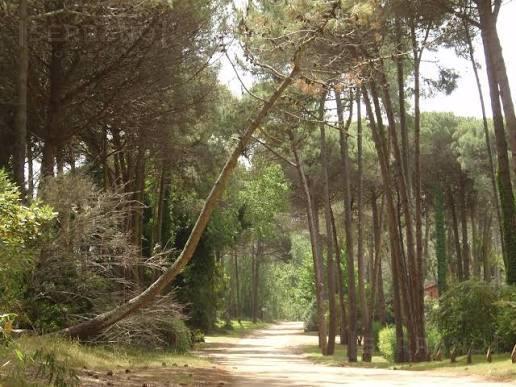 Foto de Venta fraccion 1 hectarea en Villa Gesell, imagen 4