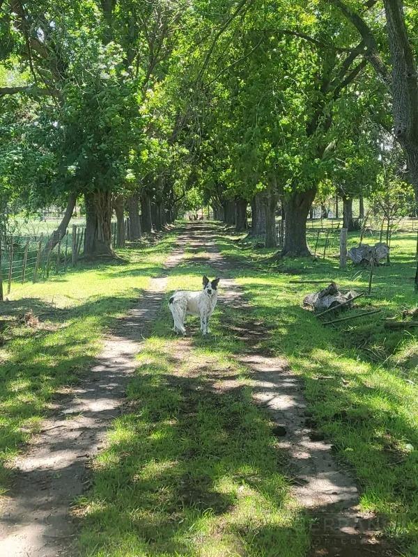 Foto de Venta Campo 40 Ha en Lima Zarate, imagen 4
