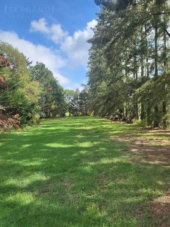 Foto de Venta Campo 40 Ha en Lima Zarate, imagen 5