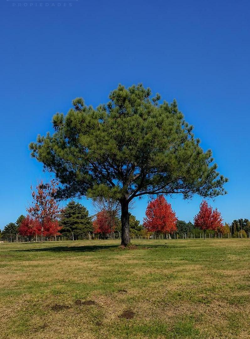 Foto de Terreno en venta, barrio cerrado Mirabosques, Los Cardales, imagen 5