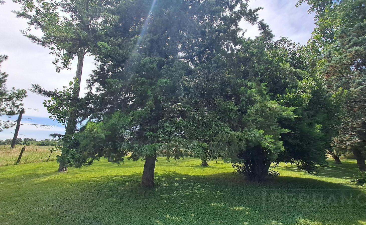 Foto de LDO. Venta Chacra 3 ambientes Galpón sobre 8 hectáreas sobre ruta 6, imagen 3