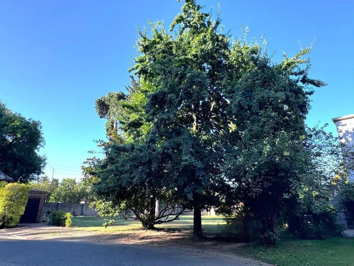 LOTE VENTA VILLA BERTHA BENAVIDEZ - OPORTUNIDAD!! 5