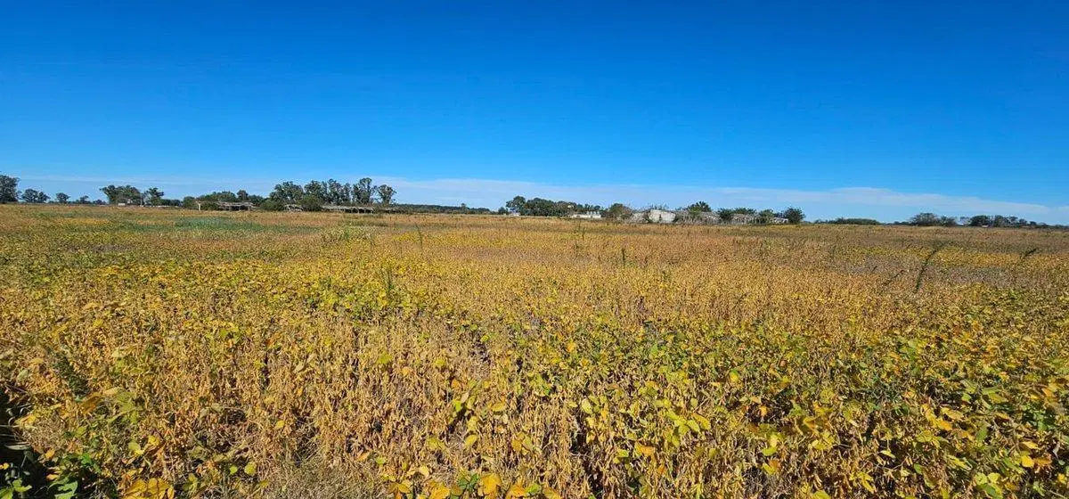 Venta Campo en Navarro  32 Has.  OPORTUNIDAD 4