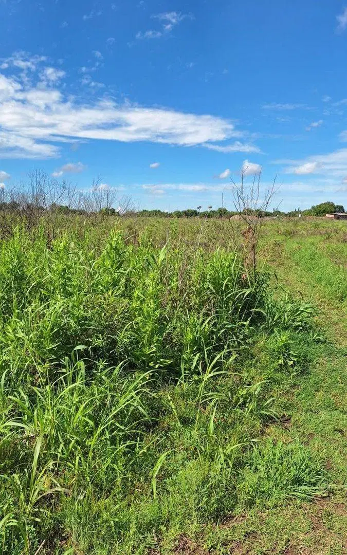 VENTA CAMPO O TERRENO EN PEREZ 3
