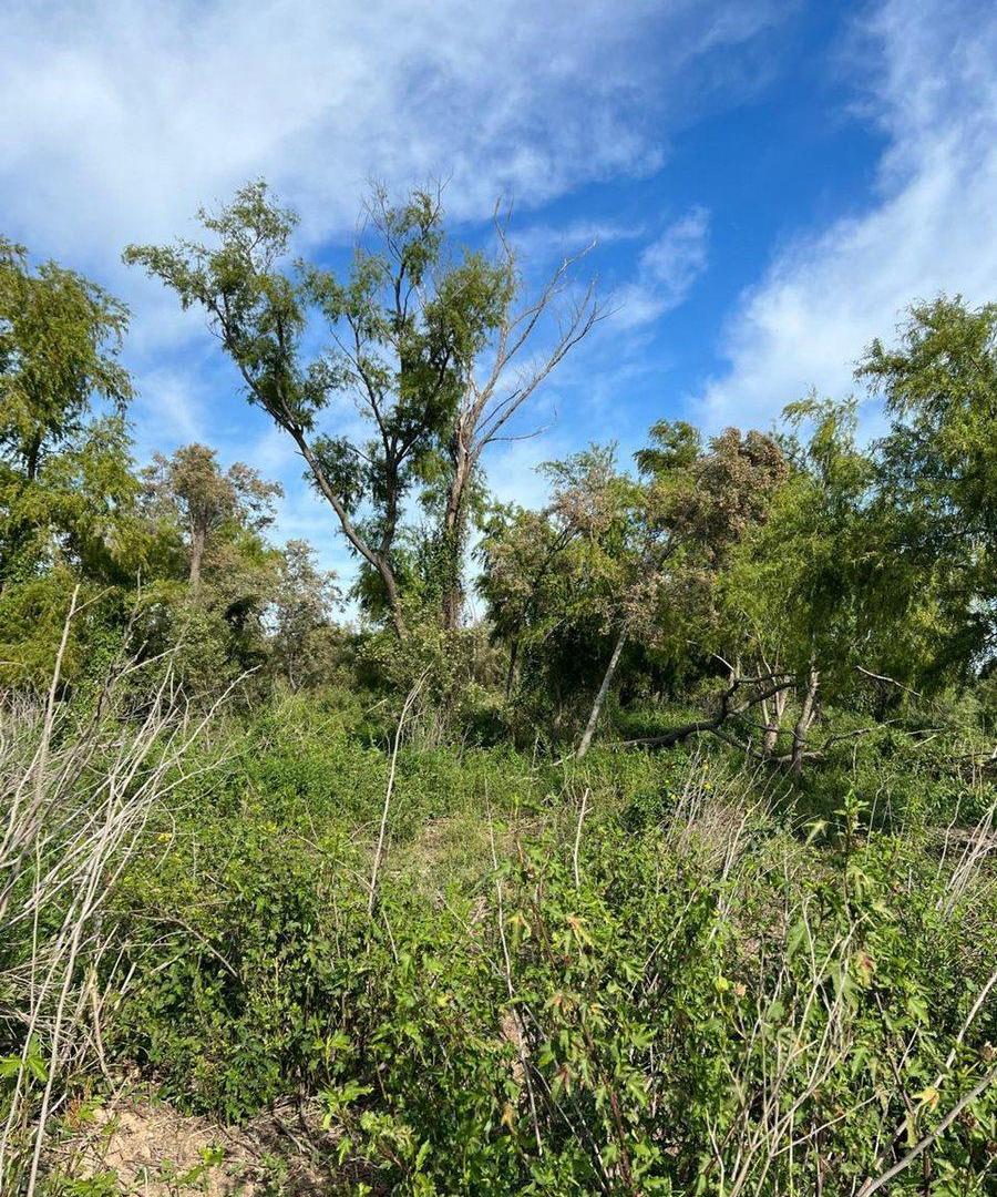 Foto de TERRENO EN VENTA SOBRE COSTA RIO PARANA, imagen 5