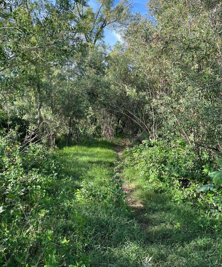 Foto de TERRENO EN VENTA SOBRE COSTA RIO PARANA, imagen 2